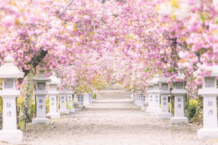 本当は秘密にしたい――滋賀県の桜スポットが公開中 - デジカメ Watch