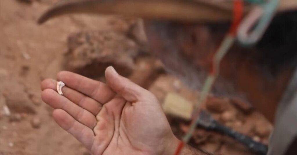 カラスほどの「ミニ恐龍」化石、アルゼンチンのパタゴニアで発見 カラスほどの「ミニ恐龍」化石、アルゼンチンのパタゴニアで発見