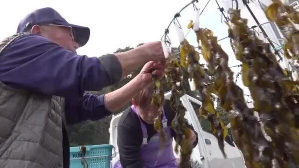 天然ワカメの収穫始まる 新芽のワカメは柔らかく香りも良く一番おいしい 福井県小浜市