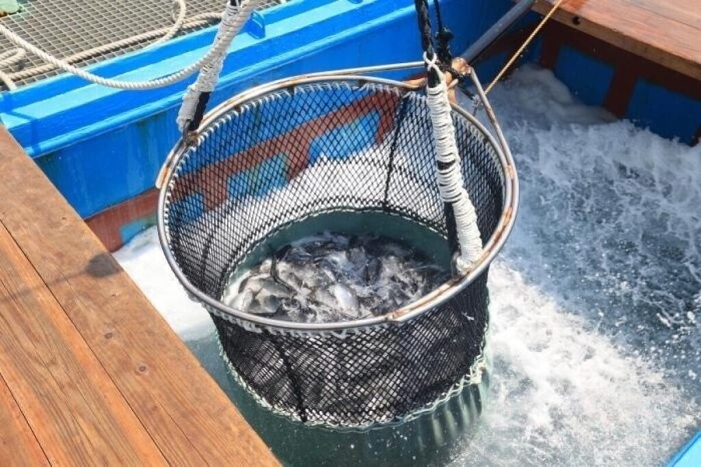 海南省のブリ稚魚が日本へ輸出、「封関運営」スタート後初―中国