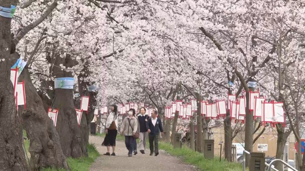 早くもソメイヨシノ「満開」 開花宣言からわずか2日 観測史上最速タイ記録 季節外れの暖かさが影響か 標本木で観測、福井地方気象台(2026年3月31日掲載)|FBC NEWS NNN 共有