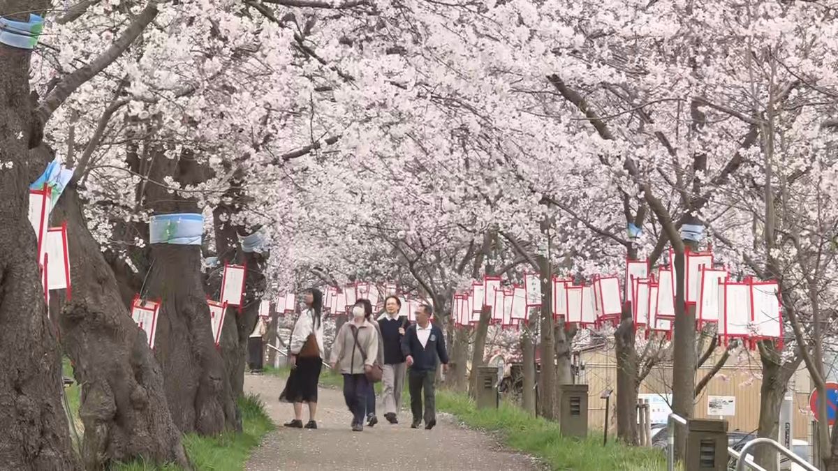 早くもソメイヨシノ「満開」 開花宣言からわずか2日 観測史上最速タイ記録 季節外れの暖かさが影響か 標本木で観測、福井地方気象台