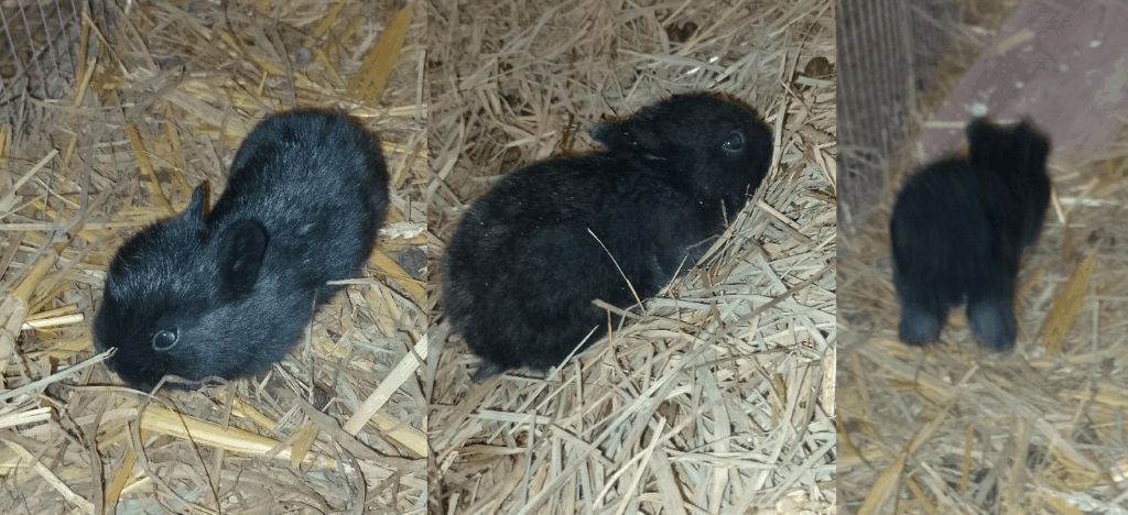 哲学的な質問があります。なぜ人間は食用動物を飼育し、世界で最も柔らかいかわいらしいボールを作ったのでしょうか?