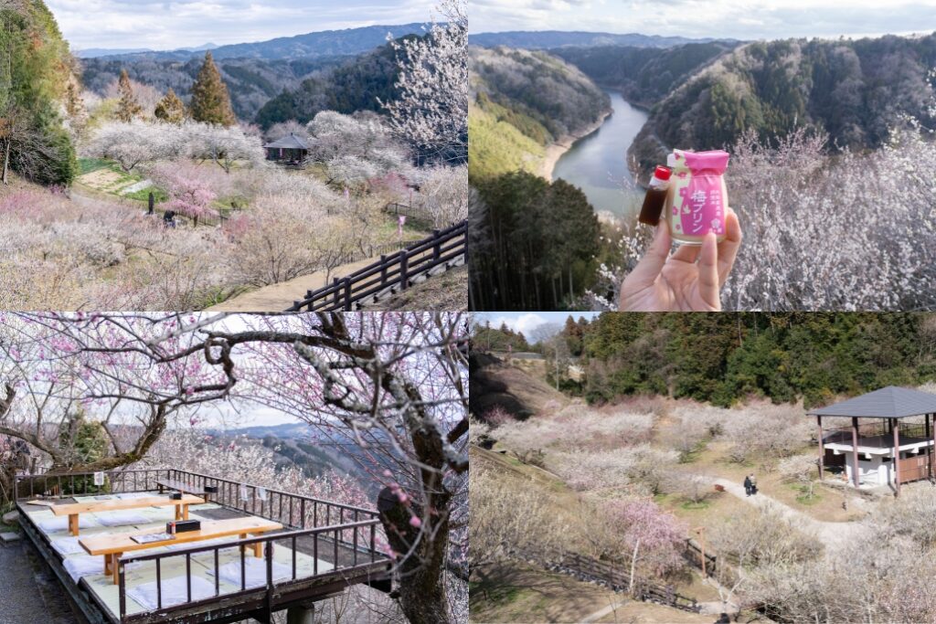 ３月１０日、南山城村のおとなりにある名勝「月ヶ瀬梅林」に行ってきました！【奈良県奈良市】 - ALCO 宇治・城陽　山城地域の情報サイト