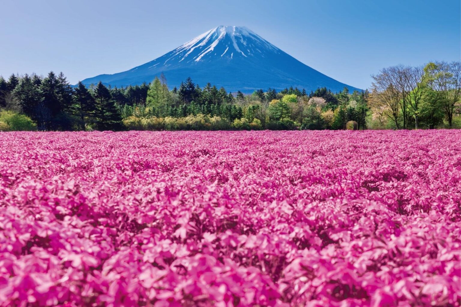 富士山麓に咲く芝桜「富士芝桜まつり」山梨・富士河口湖で、ピンク・赤・紫の花のじゅうたん - ファッションプレス