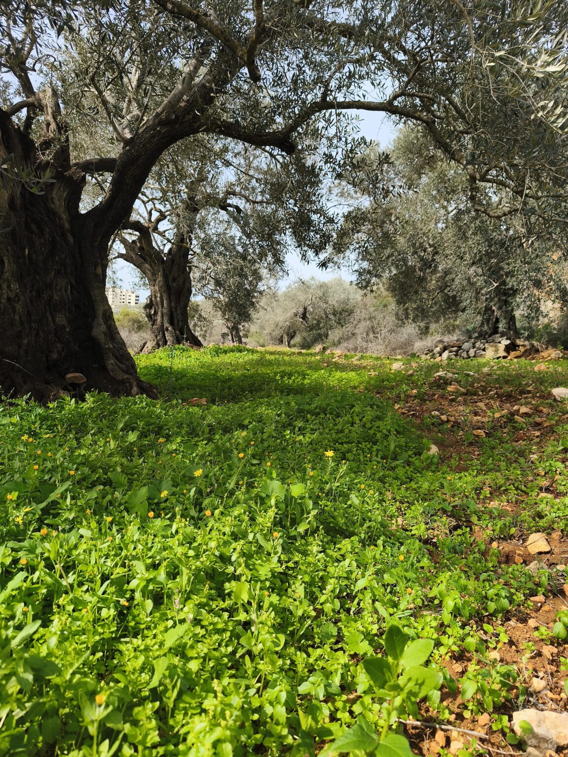 パレスチナからアイルランドへこんにちは、愛しています❤️
