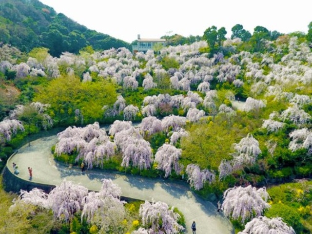 花見山 鳴門　桜まつり