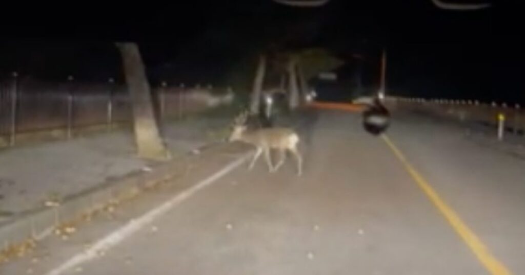 国頭シカ、宮城県ルーツか　共同グループ　ふんからＤＮＡ解析