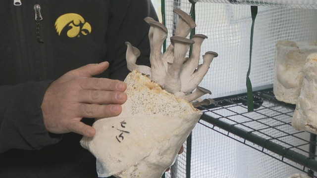 きっかけは母の“もったいない”という言葉　食品の残りを使ったキノコ栽培 “マッシュループプロジェクト”　山梨