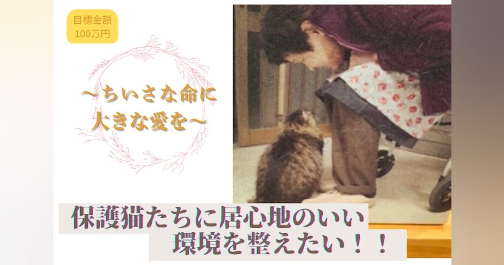 和歌山/ 保護猫の療養部屋を快適化！ 猛暑までに改修工事&エアコン設置 - CAMPFIRE (キャンプファイヤー)