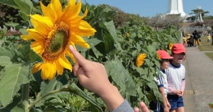 福島から沖縄へ、復興願うヒマワリ咲く 東日本大震災15年 福島から沖縄へ、復興願うヒマワリ咲く 東日本大震災15年