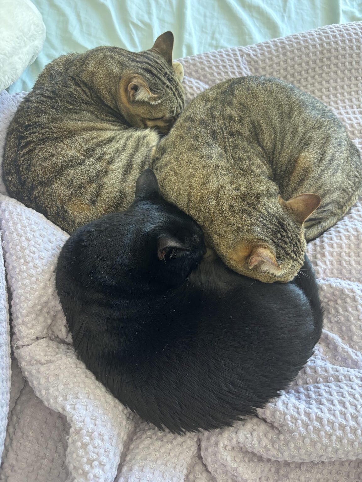 にゃーんちゃん