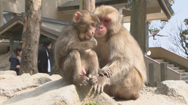 赤ちゃんザルの名前募集始まる 大分市の高崎山自然動物園(OBS大分放送ニュース)|dメニューニュース(NTTドコモ) 赤ちゃんザルの名前募集始まる 大分市の高崎山自然動物園