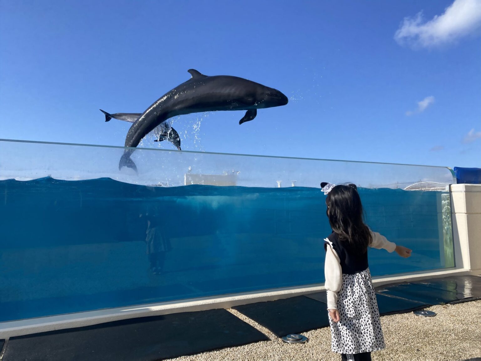 【沖縄美ら海水族館】ミナミバンドウイルカ飼育50周年のフィナーレ！そして未来へ　50th Anniversary - Spring Show -～共につくる 新たな思い出～