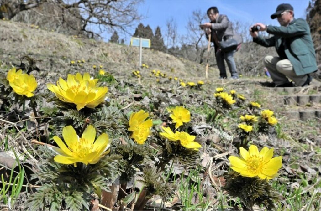 会津山間部に春の訪れ　喜多方・沼ノ平で　フクジュソウ見頃　２９日までまつり | 福島民報デジタル