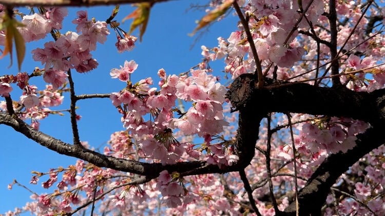 埼玉県の安行桜まつり Vietnam.vn - Nền tảng quảng bá Việt Nam