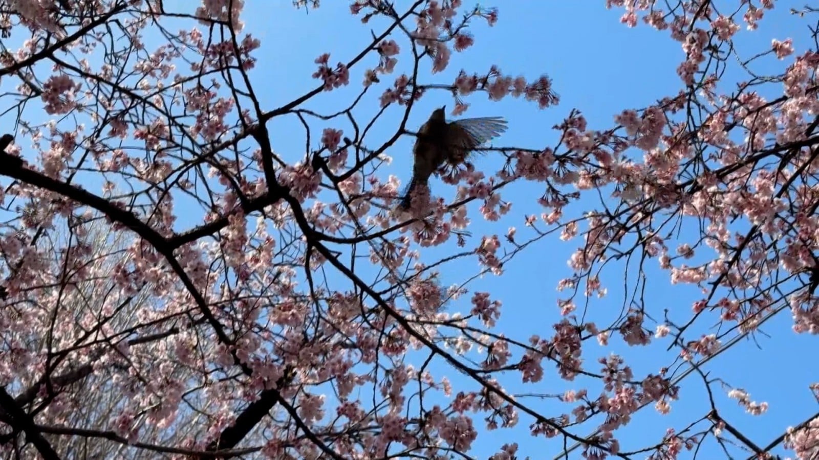 埼玉県の安行桜まつり