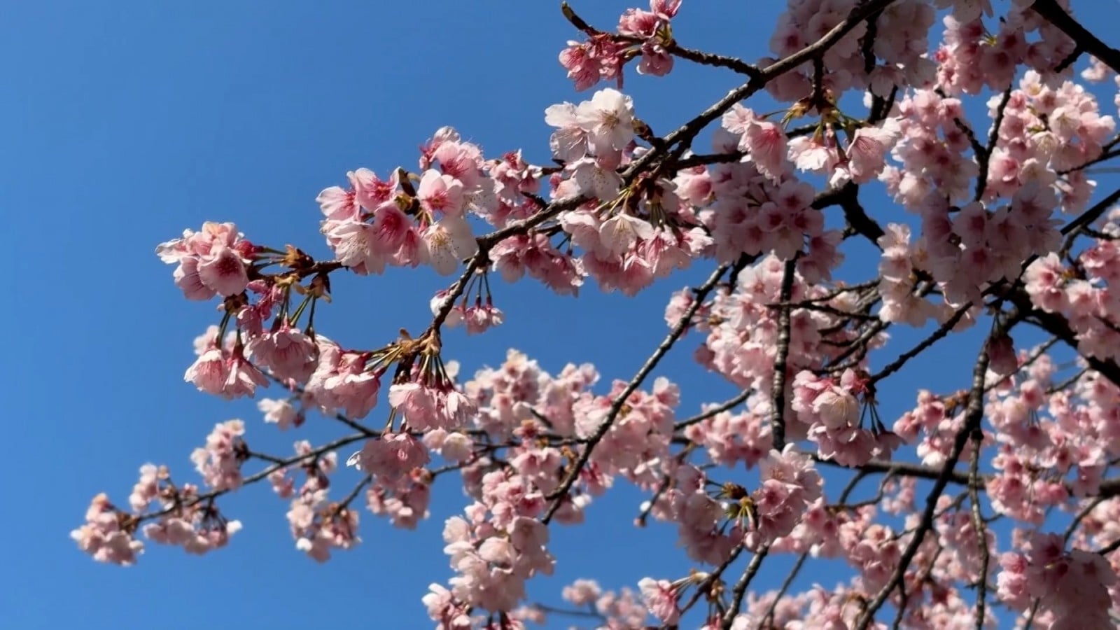 埼玉県の安行桜まつり