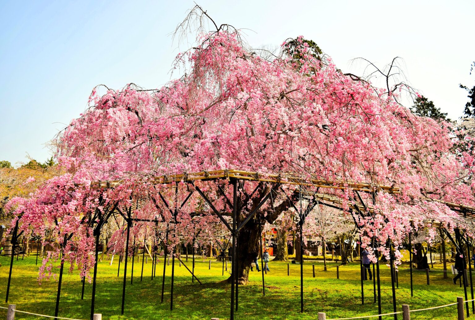 ~世界文化遺産上賀茂神社の桜銘木の下で味わう『神山湧水(こうやまゆうすい)珈琲』と香(かおり)守(まもり)づくり体験~ 「京都の四季を味わう神山湧水珈琲会」~桜香る 春のカフェ体験~ を開催 | 味の素AGF株式会社 八重枝垂れのみごとな斎王桜