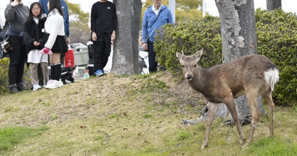 大阪　公園にシカ　奈良から放浪か