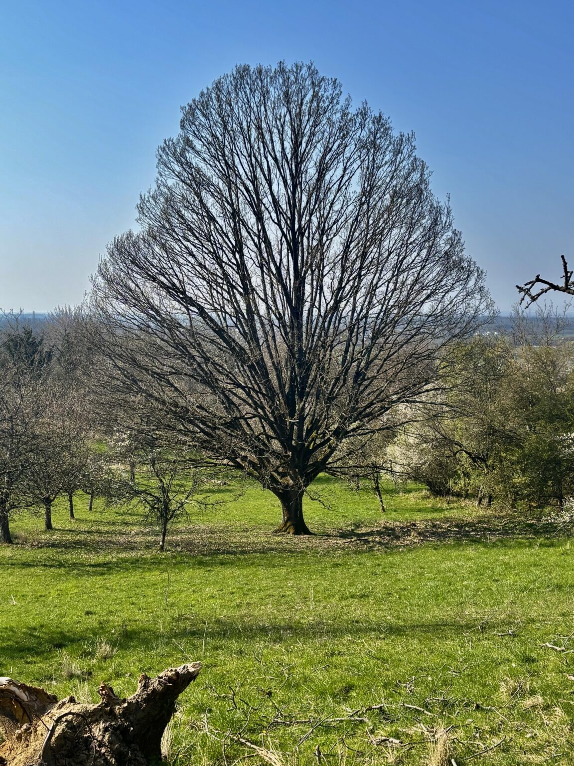 黒い森に春がやって来ます。これは私にとって完璧な樫の木です。間違いなく私たち全員よりも年上です…