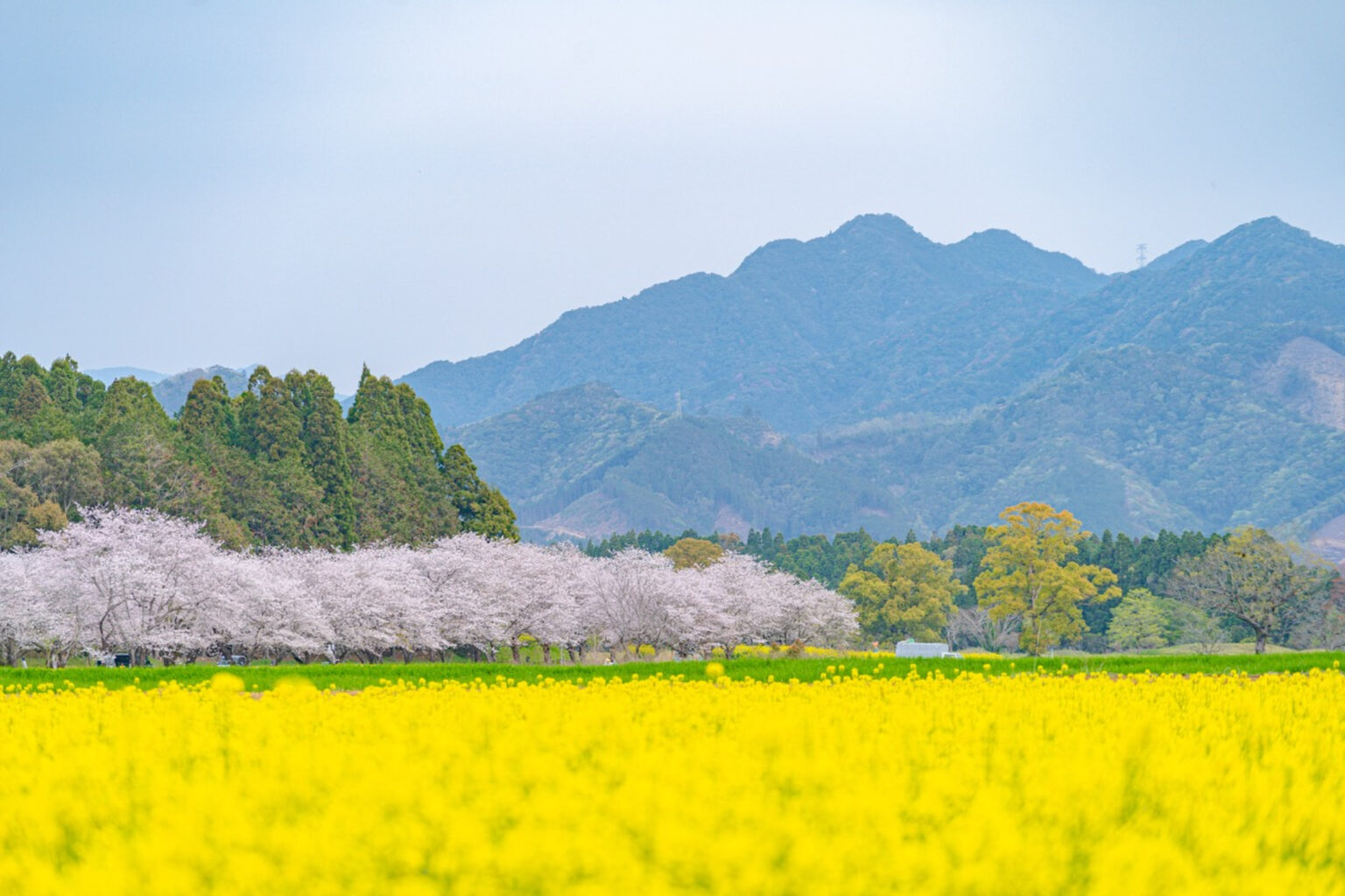 【イベント告知】宮崎県内で春の桜シーズン到来　高鍋城址や西都原古墳群など各地で見頃 - デジカメ Watch