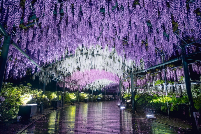 最優秀賞　はままつフラワーパーク