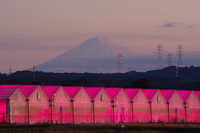 佳作　パープル温室