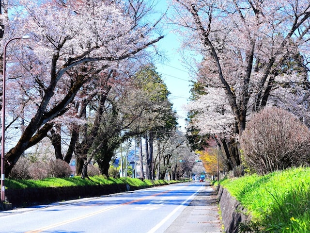 栃木県の「行ってみたい&好きな桜の名所」ランキング! 2位「日光街道桜並木」を抑えた1位は?【2026年調査】(All About NEWS)|dメニューニュース(NTTドコモ) 栃木県の「行ってみたい&好きな桜の名所」ランキング! 2位「日光街道桜並木」を抑えた1位は?【2026年調査】