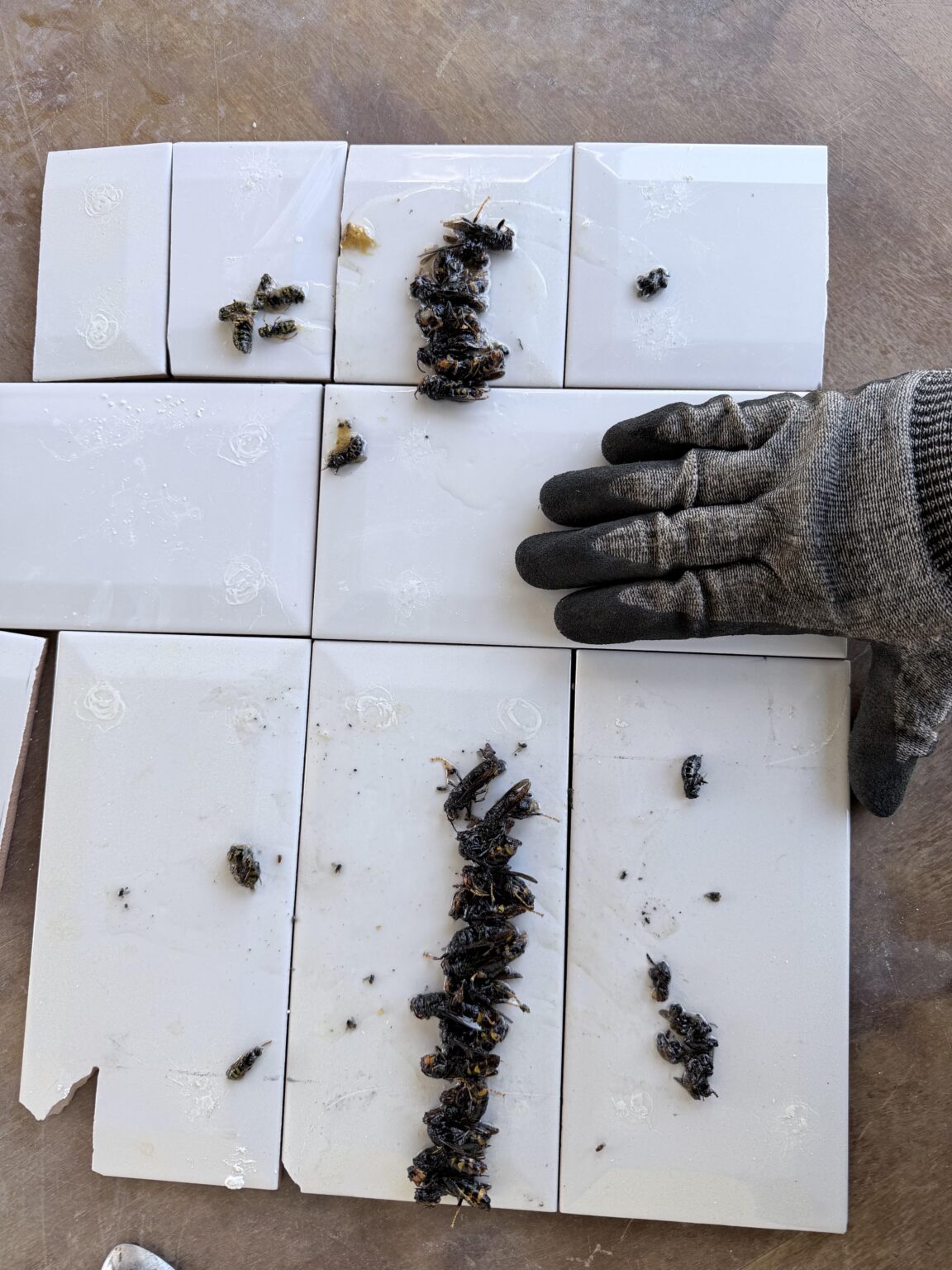 アジアスズメバチ