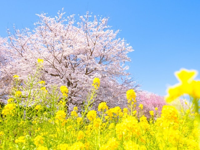 埼玉県の“行ってみたい&好きな桜の名所”TOP10! 2位「県営権現堂公園」を抑えた1位は?【2026年調査】(All About NEWS)|dメニューニュース(NTTドコモ) 埼玉県の“行ってみたい&好きな桜の名所”TOP10! 2位「県営権現堂公園」を抑えた1位は?【2026年調査】