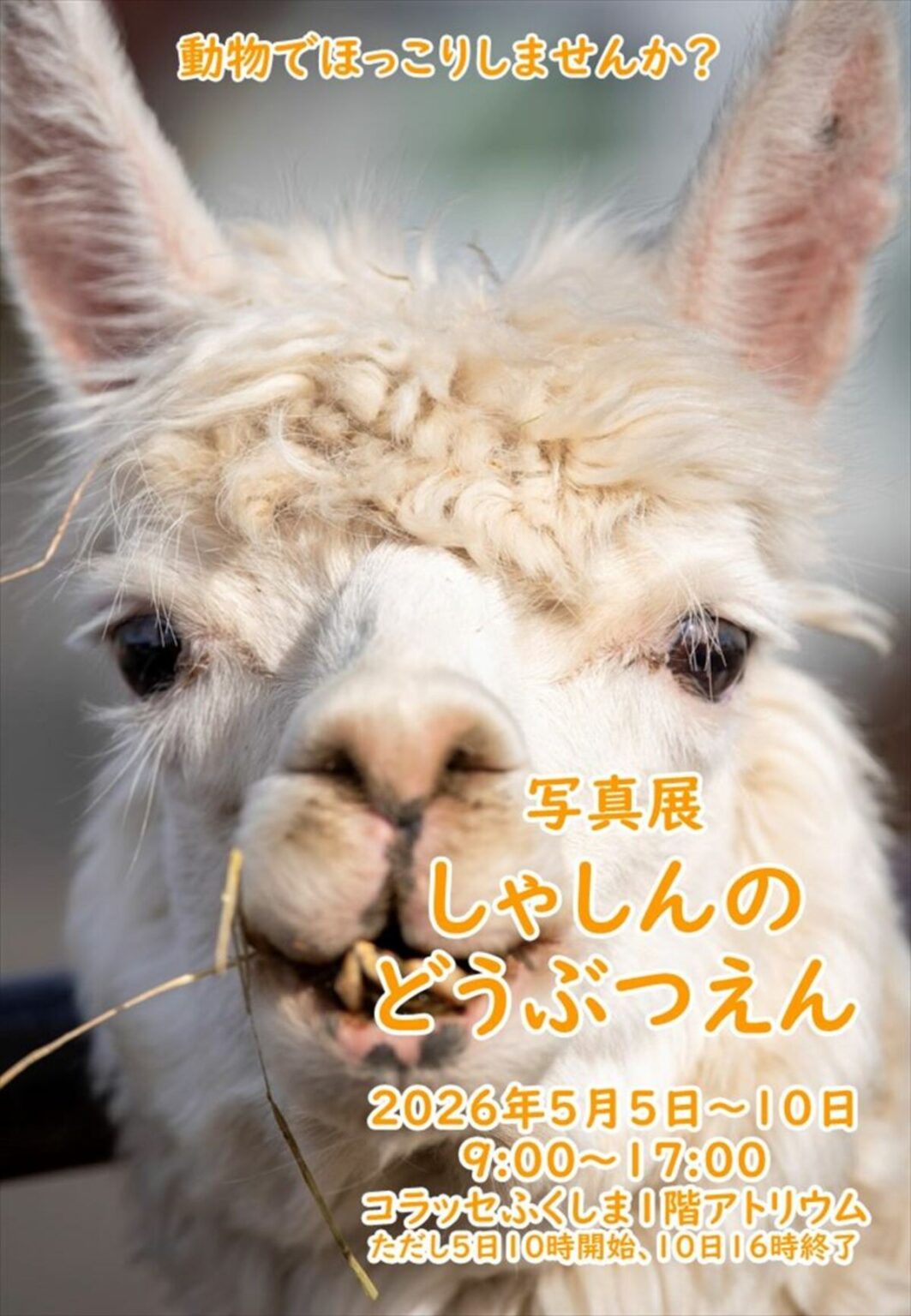 写真展 しゃしんのどうぶつえん（５月５日～１０日、福島市） | 福島民報デジタル