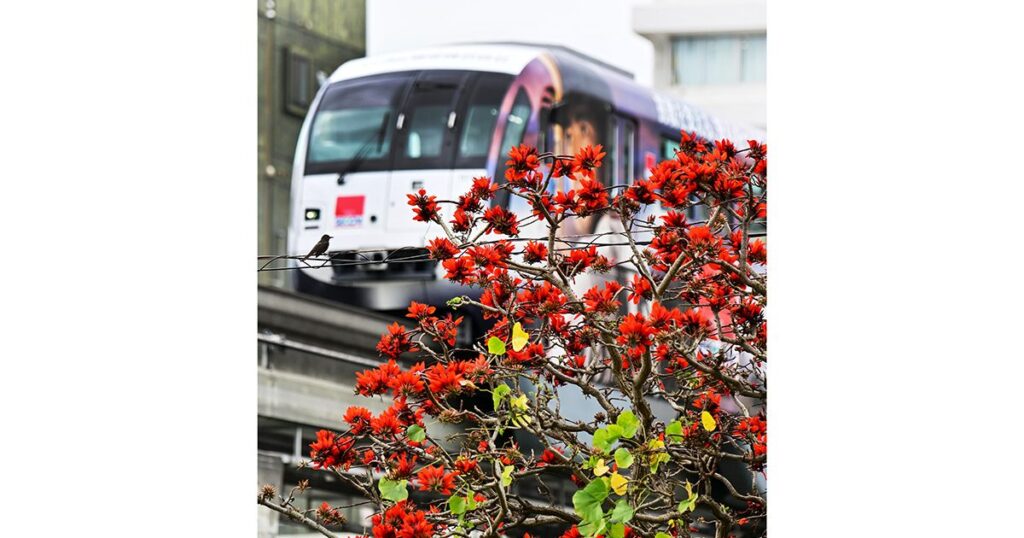 うりずんの深紅 デイゴ咲く 沖縄・那覇 うりずんの深紅 デイゴ咲く 沖縄・那覇