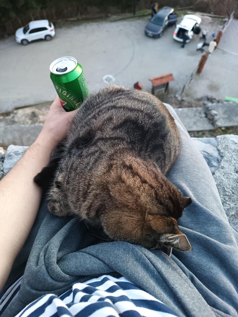 キャットボット