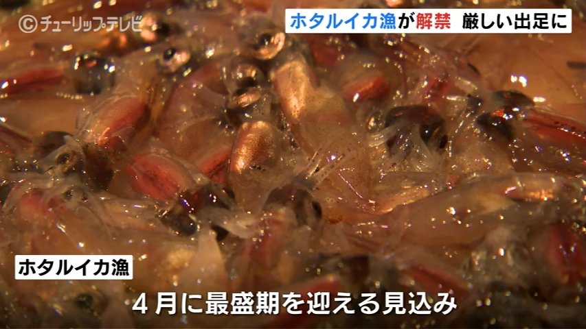 富山湾の神秘 ホタルイカ漁が解禁　過去最高の浜値を記録　網には大量のイワシ　富山・滑川（チューリップテレビ） - Yahoo!ニュース