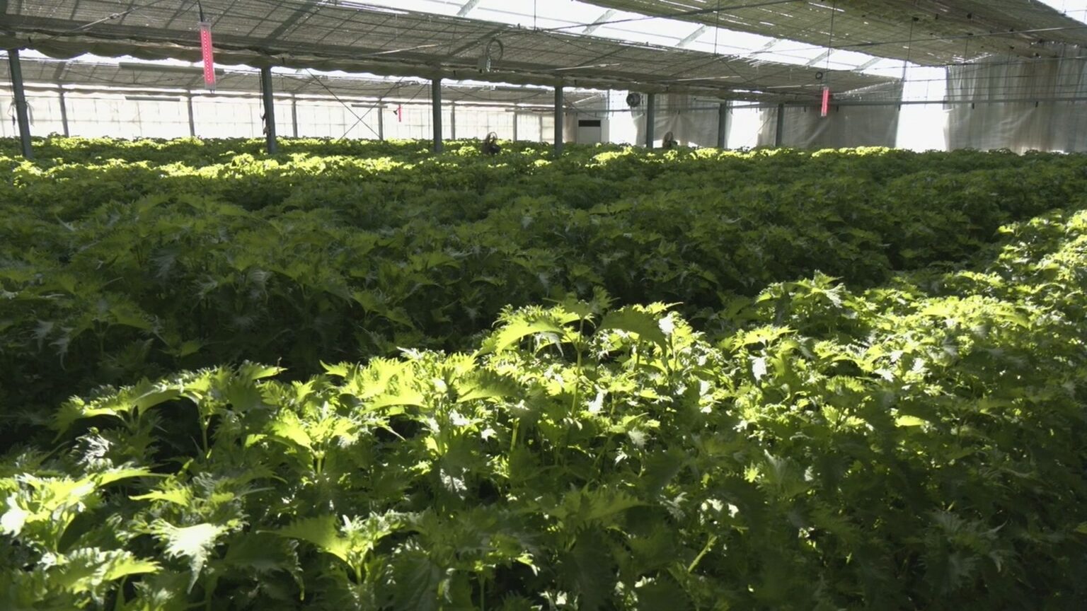 イラン情勢 東海地方への影響は?「燃料代の値上げは死活問題」 どうなる原油価格 愛知・豊川市（CBCテレビ） - Yahoo!ニュース