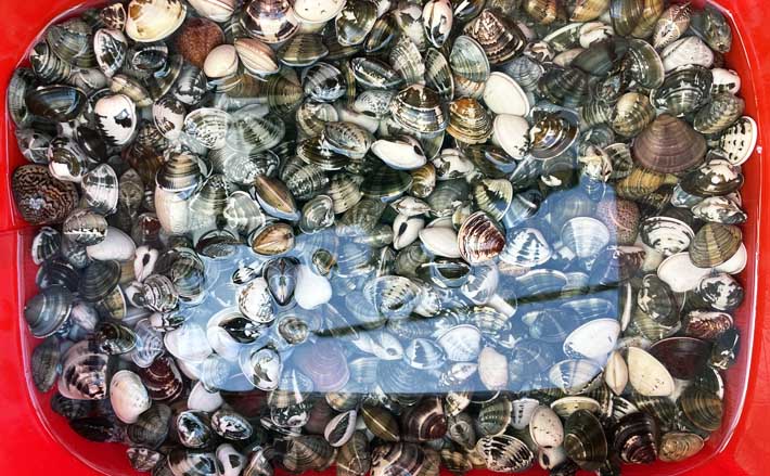 『ポートパーク』での潮干狩りでアサリ3.8kgをゲット！【千葉】ハマグリも交じる