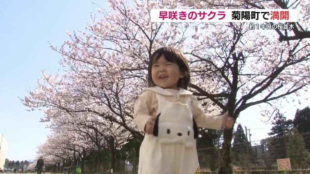 早咲きの「春めき桜」満開 　熊本・菊陽町「富士フイルム」敷地内を一般開放中（RKK熊本放送） - Yahoo!ニュース