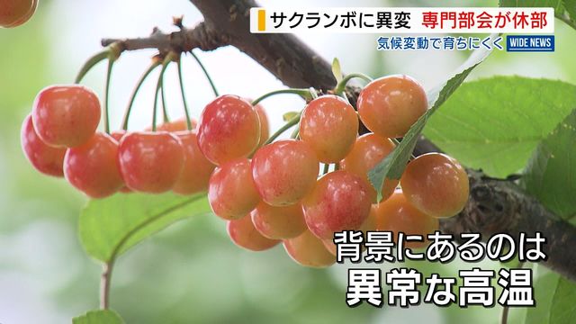 サクランボに異変 専門部会が休部 気候変動で育ちにくく➡ブドウなどへ転作し会員数半減 山梨（YBS山梨放送） - Yahoo!ニュース