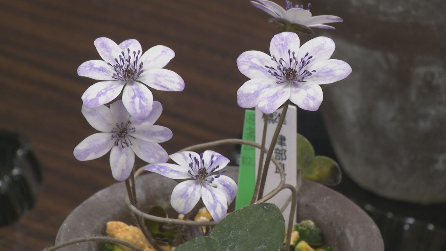 春の訪れ告げる「雪割草」展 「変化と個性を楽しんで」能登半島地震の被災地・輪島市門前「国内有数の群生地」（MRO北陸放送） - Yahoo!ニュース