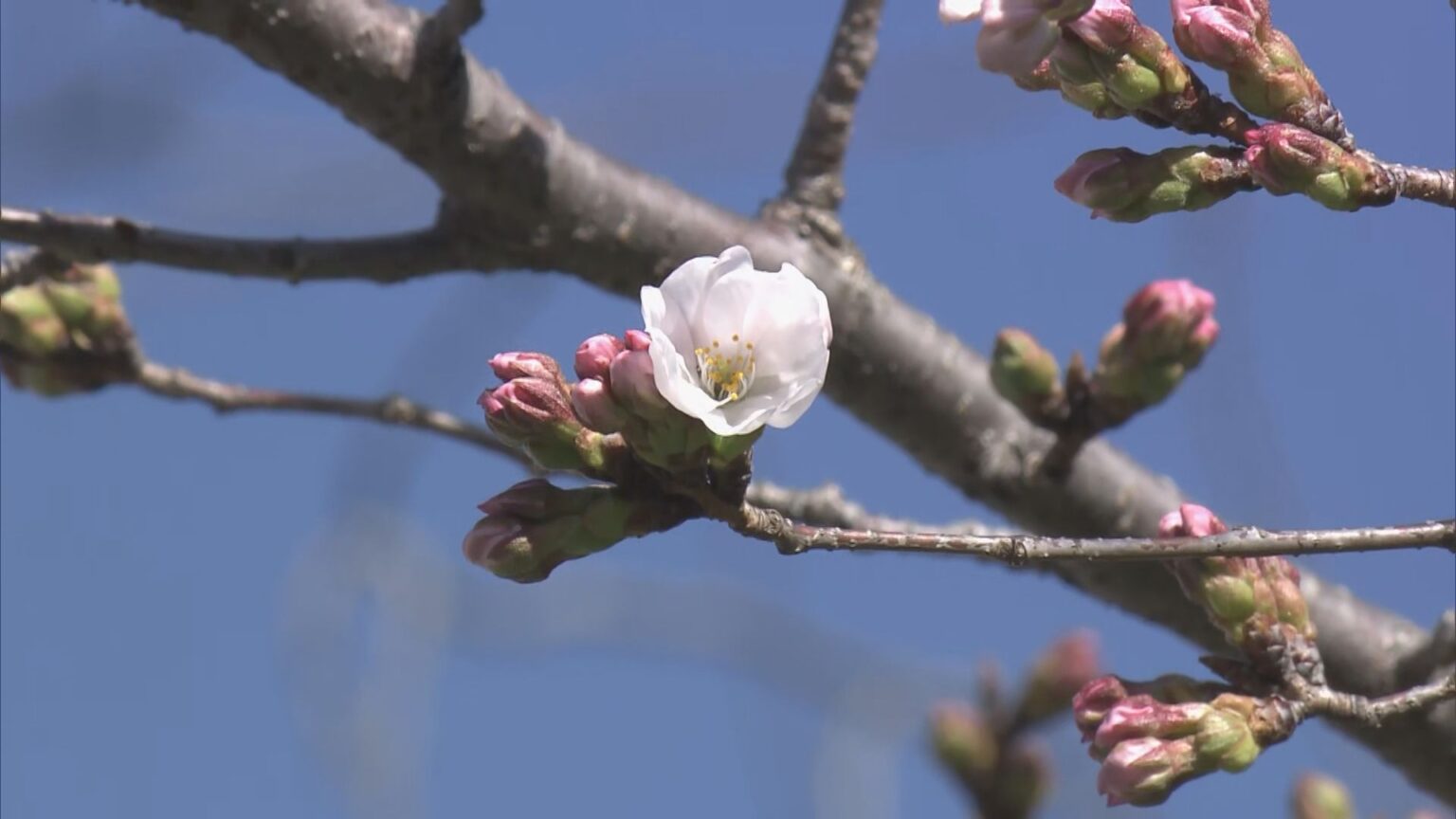 【速報】岐阜で桜開花 2023年などと並び観測史上最も早い 高知と並び全国トップタイ 地方気象台が発表（CBCテレビ） - Yahoo!ニュース