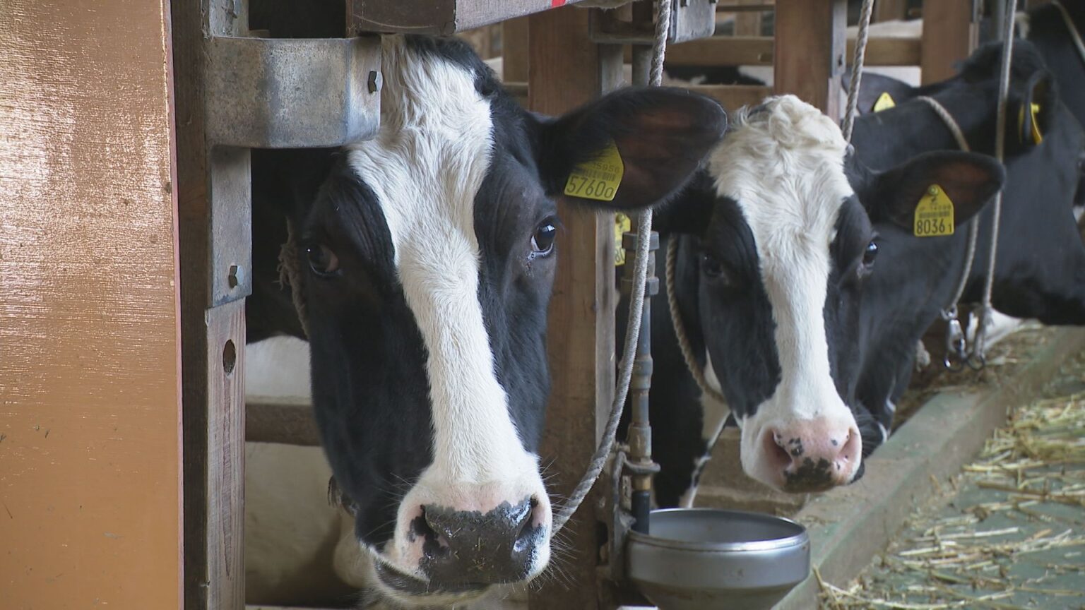 燃料高騰が酪農を直撃 搾乳機洗浄や重機に多額のコスト 石川・内灘町（MRO北陸放送） - Yahoo!ニュース
