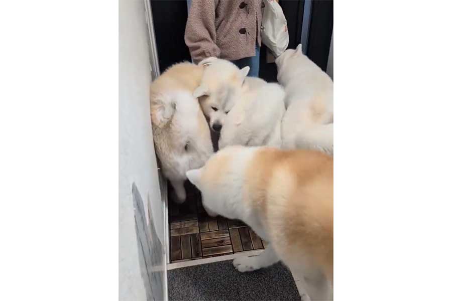 熱烈にお出迎えする秋田犬たち【出典：X（@kodomo4dog5）よりスクリーンショット】