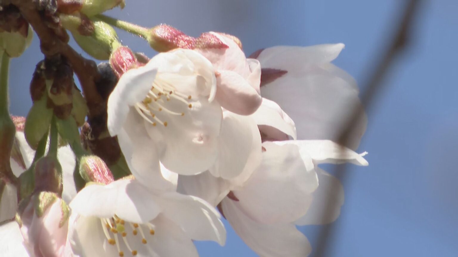 【速報】名古屋で桜開花 2023年などと並び観測史上最も早い 満開は3月26日予想（CBCテレビ） - Yahoo!ニュース
