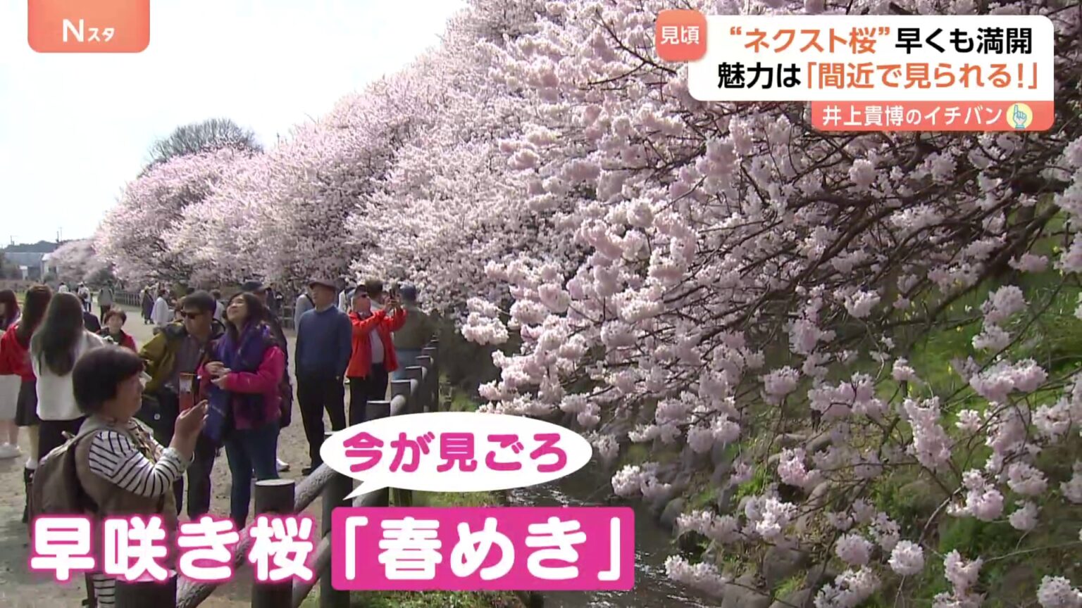 人気桜・ソメイヨシノの次を狙う“ネクスト桜” 「春めき」満開でにぎわう　東京の桜…開花はいつ！？（TBS NEWS DIG Powered by JNN）