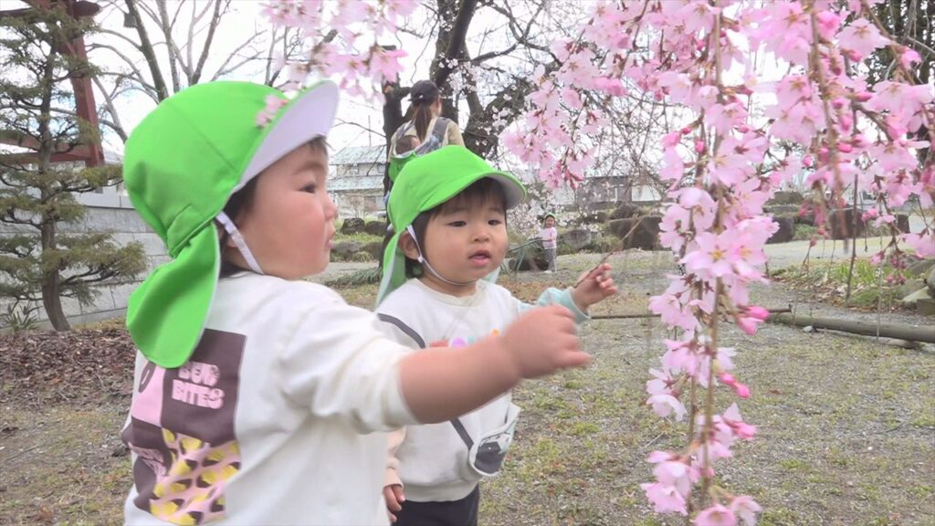 「きれい」イトザクラが満開　今週 一気に花が開き 満開に　地元の園児が花見楽しむ　山梨・笛吹市 九品寺（UTYテレビ山梨） - Yahoo!ニュース
