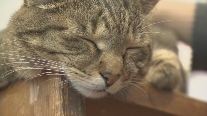 「初めての方でも膝に乗ったり」　日本一の看板ネコ・富士子ちゃん　旅行予約サイトの看板ネコランキングで全国1位に　山梨・アルベルゴ デル オット（UTYテレビ山梨） - Yahoo!ニュース