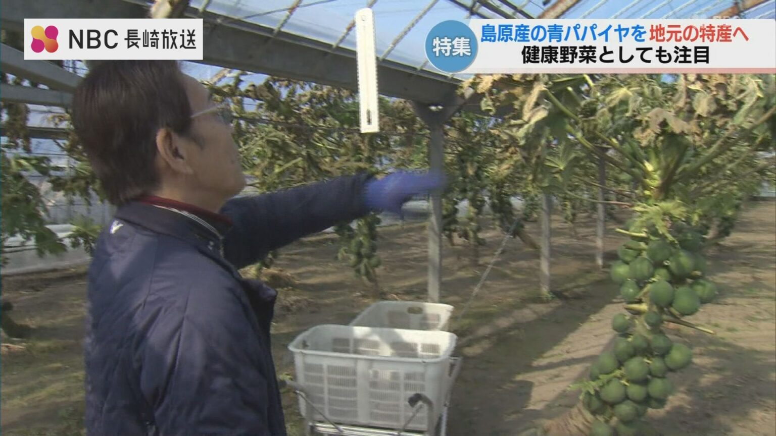 ”青パパイヤ 地元の特産に”　長崎県島原市の農園 販路拡大に挑む! ”健康野菜”としても注目（NBC長崎放送） - Yahoo!ニュース