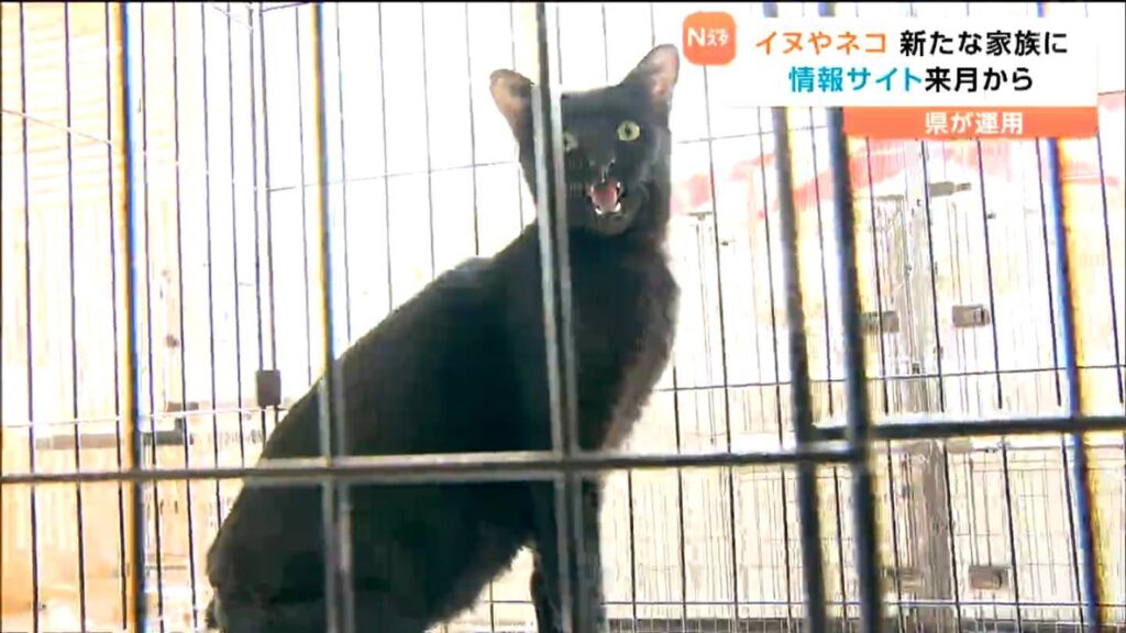 飼い主いないイヌやネコを新たな家族とむすぶ情報サイト 県が4月から運用スタート　宮城（tbc東北放送） - Yahoo!ニュース
