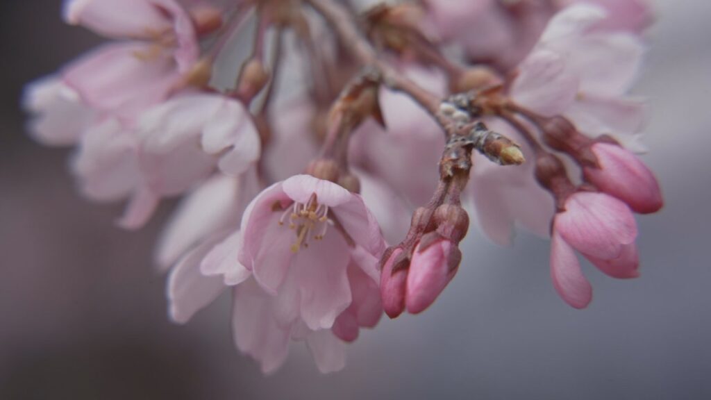 「春を感じます」　寺の境内でシダレザクラ ヒガンザクラが満開に　山梨・市川三郷町 宝寿院（UTYテレビ山梨） - Yahoo!ニュース